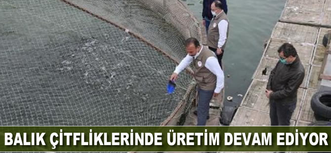 Balık çiftliklerinde üretimler devam ediyor