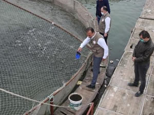 Balık çiftliklerinde üretimler devam ediyor