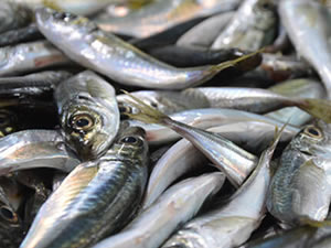 Çanakkale´de, av yasağı sonrası balık fiyatları aynı