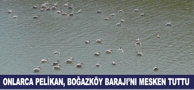 Onlarca Pelikan, Boğazköy Barajı'nı mesken tuttu