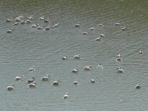 Onlarca Pelikan, Boğazköy Barajı'nı mesken tuttu