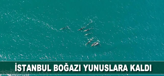 İstanbul Boğazı yunuslara kaldı