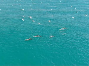 İstanbul Boğazı yunuslara kaldı