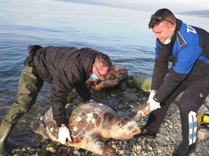 Sahile vuran caretta caretta kurtarılamadı