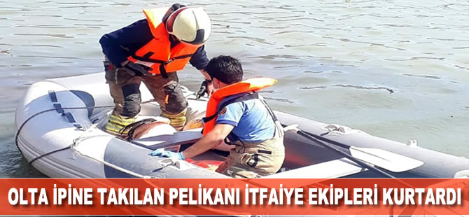 Olta ipine takılan pelikanı itfaiye ekipleri kurtardı