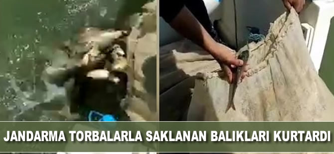 Jandarma, torbalarla saklanan balıklara el koydu