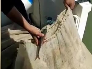 Jandarma, torbalarla saklanan balıklara el koydu