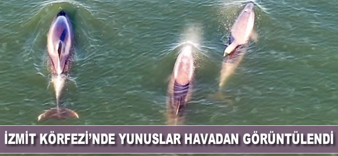 İzmit Körfezi’nde yunuslar havadan görüntülendi