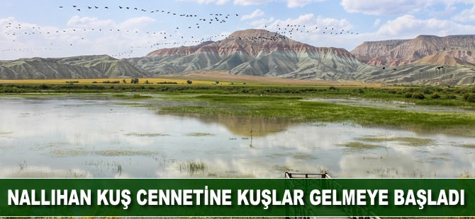 Nallıhan Kuş Cennetine göçmen kuşlar gelmeye başladı