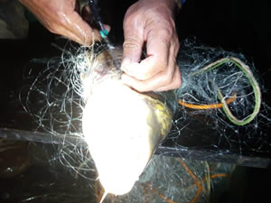 Konya’da baraj ve gölde yasa dışı avlanmaya karşı sıkı denetim yapılıyor