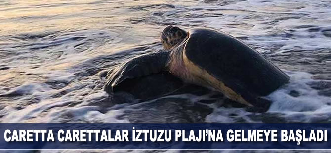 Caretta carettalar İztuzu Plajı'na gelmeye başladı