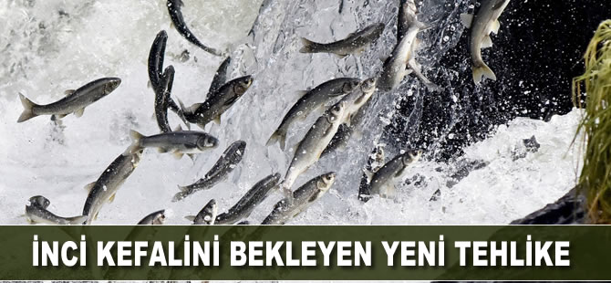 Van Gölü'nde, İnci kefalini bekleyen yeni tehlike