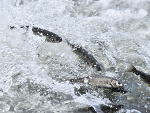 Van Gölü'nde, İnci kefalini bekleyen yeni tehlike