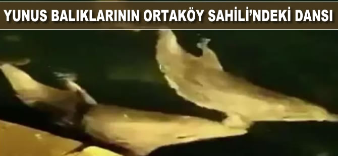 Yunus balıklarının Ortaköy sahilindeki dansı