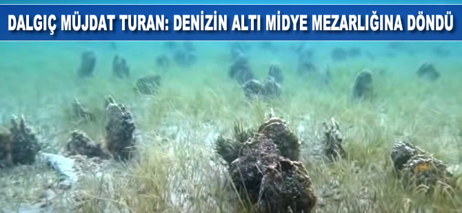 Dalgıç Müjdat Turan: “Denizin altı midye mezarlığına döndü”