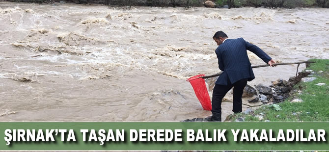 Şırnak'ta taşan derede balık yakaladılar