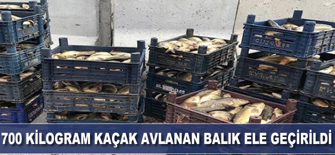 Kaçak avlanan 700 kilogram balık ele geçirildi