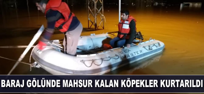 Baraj gölünde mahsur kalan köpekler kurtarıldı