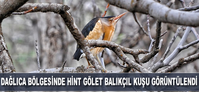 Dağlıca bölgesinde Hint gölet balıkçıl kuşu görüntülendi
