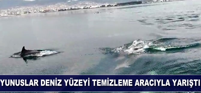 Yunuslar deniz yüzeyi temizleme aracıyla yarıştı