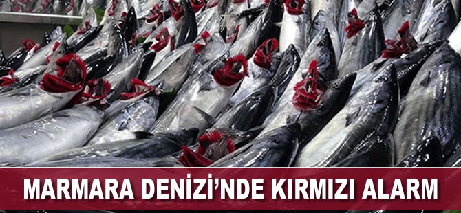 Marmara Denizi'nde kırmızı alarm