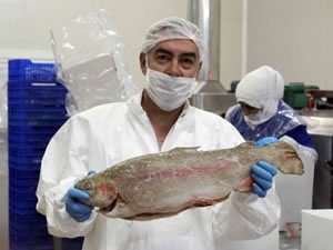 Türk somonu Avrupa’yı kurtaracak