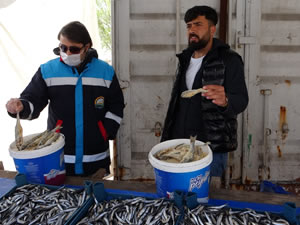 Kaçak inci kefali satıcılarına göz açtırılmadı