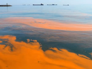 Marmara Denizi'nde plankton çoğalması