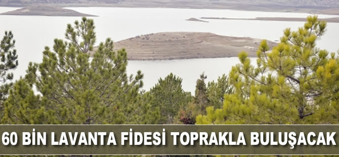 60 bin lavanta fidesi toprakla buluşacak