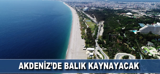 Coronavirüs salgını, balık popülasyonunu artıracak