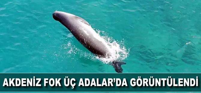 Akdeniz foku, Üç Adalar’da görüntülendi