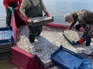 Balık ihracatı yüzde 17 düştü