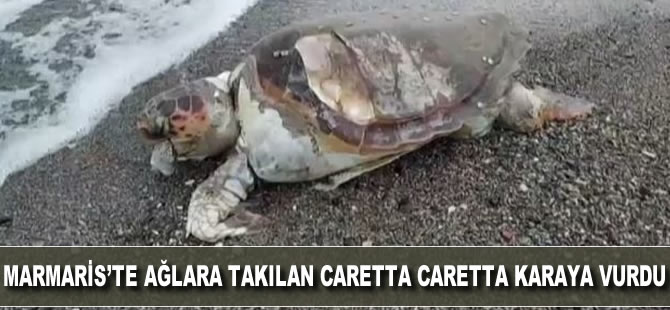 Marmaris'te ağlara takılan caretta caretta karaya vurdu