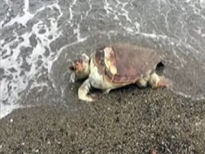 Marmaris'te ağlara takılan caretta caretta karaya vurdu