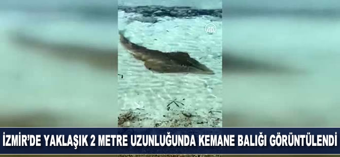 İzmir'de yaklaşık 2 metre uzunluğunda "kemane" balığı görüntülendi