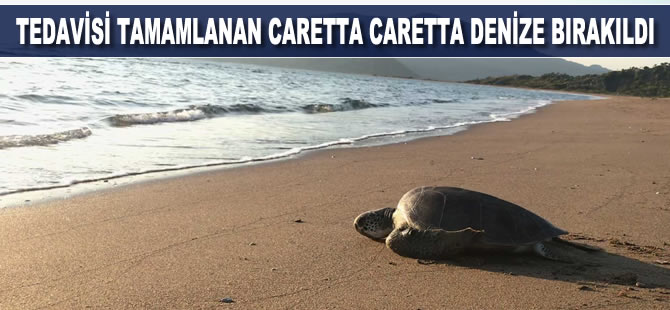 Tedavisi tamamlanan caretta caretta  denize bırakıldı