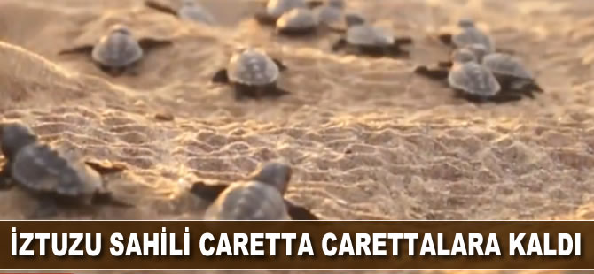 İztuzu sahili caretta carettalara kaldı