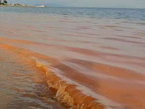 Şarköy'ün kıyı şeridi turuncu renge boyandı