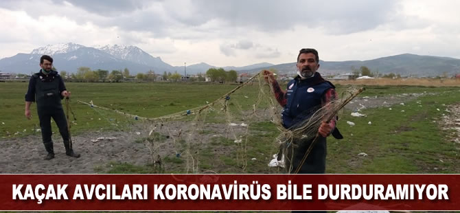 Kaçak avcıları koronavirüs bile durduramıyor