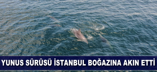 Yunus sürüsü İstanbul Boğazı'na akın etti