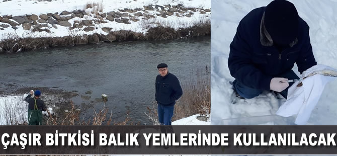 Çaşır bitkisi balık yemlerinde kullanılacak