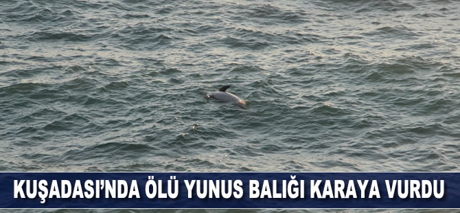 Kuşadası’nda ölü yunus balığı karaya vurdu
