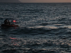 Kuşadası’nda ölü yunus balığı karaya vurdu