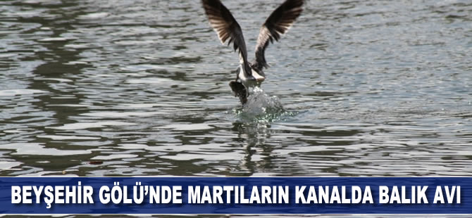 Beyşehir Gölü'nde martıların balık avı