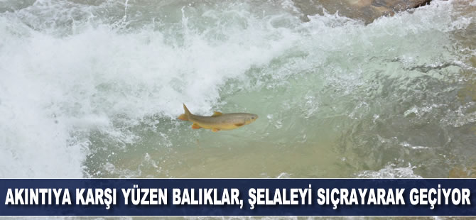 Göç yolunda akıntıya karşı yüzen balıklar, şelaleyi sıçrayarak aşıyor