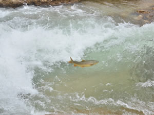 Göç yolunda akıntıya karşı yüzen balıklar, şelaleyi sıçrayarak aşıyor
