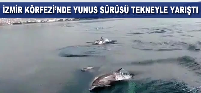 İzmir Körfezi'nde yunus sürüsü tekneyle yarıştı