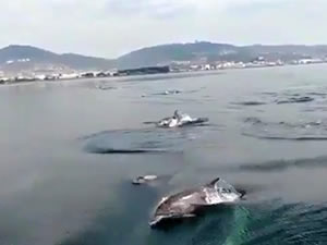 İzmir Körfezi'nde yunus sürüsü tekneyle yarıştı