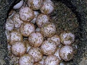 Caretta carettalar ilk yumurtalarını bıraktı