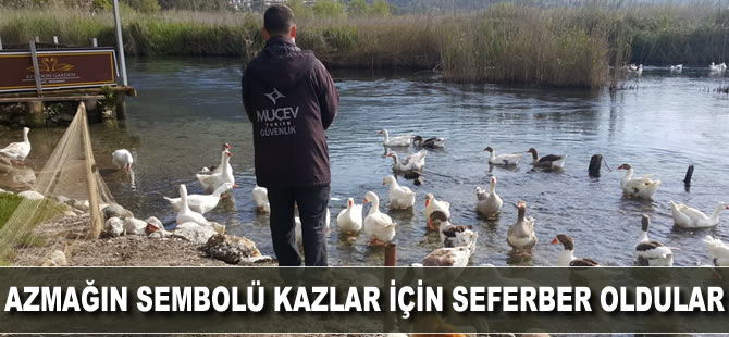Azmağın sembolü Kazlar için seferber oldular